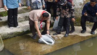 Wali Kota Pariaman, Yota Balad melakukan penebaran 20 ribu benih ikan mas dan nila