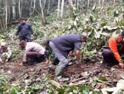 Kopi Ulu Rimbo Paninggahan Bangkit Berkat Dukungan Pemkab