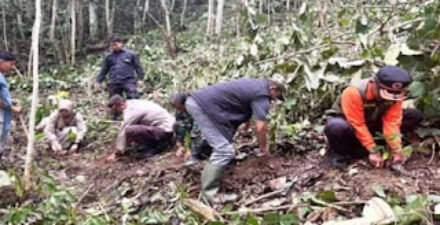 Wakil Bupati (Wabup) Solok Candra saat mengunjungi lahan perkebunan kopi