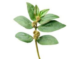 Khasiat Daun Patikan Kebo, Herbal Tradisional untuk Kesehatan