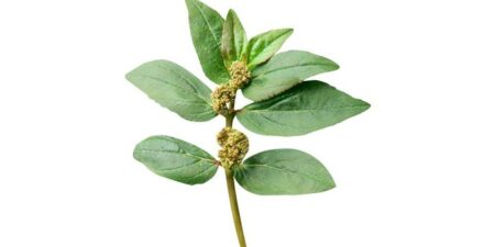 Khasiat Daun Patikan Kebo, Herbal Tradisional untuk Kesehatan