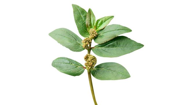 Ada beberapa manfaat air rebusan daun patikan kebo.