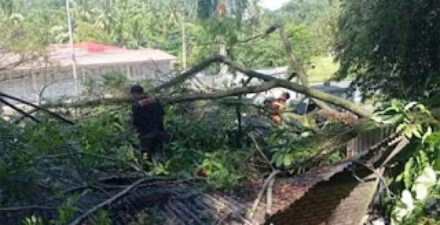 Pembersihan material pohon tumbang di kawasan Padang Besi.