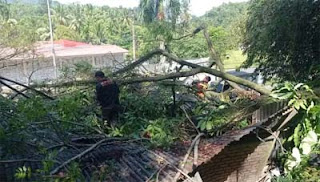 Pembersihan material pohon tumbang di kawasan Padang Besi.