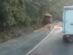 Kecelakaan Truk di Sitinjau Lauik, Muatan Minyak Sawit Tumpah