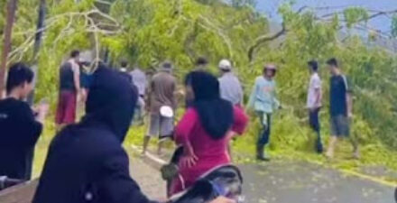 Arus Lalu Lintas Macet, Pohon Besar Tutup Jalan Padang–Bengkulu