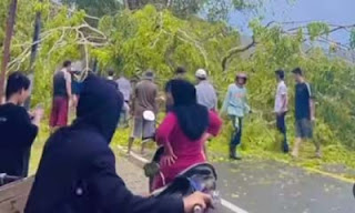 Jalan Taluak Pesisir Selatan Terblokir Akibat Pohon Tumbang