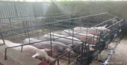 Salah satu kandang peternak lokal dengan model baterai di Kepulauan Nias, Sumatera Utara.