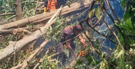 Pohon Beringin Tumbang