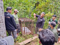 Tim BKSDA Pantau dan Pasang Kamera Jebak di Lokasi Serangan Harimau