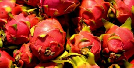 Buah naga punya segudang manfaat kesehatan yang baik untuk tubuh.