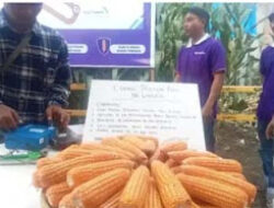 Produksi Jagung Pasaman Barat Tembus 123 Ribu Ton, Naik 34 Ribu Ton dalam Dua Bulan