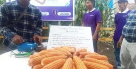 Tanaman jagung di Kabupaten Pasaman Barat.