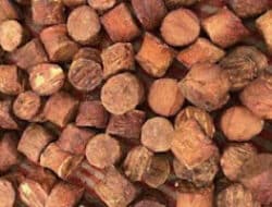 Gubernur Sumbar Dorong Hilirisasi Gambir untuk Tingkatkan Nilai Ekonomi