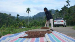 Proses pengolahan kopi di Nagari Unggan.