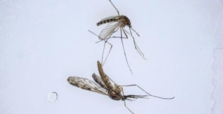 6 Faktor yang Membuat Nyamuk Lebih Sering Menggigit Anda