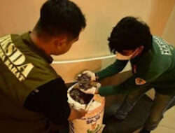 Tiga Pelaku Perdagangan Satwa Dilindungi Ditangkap di Padang
