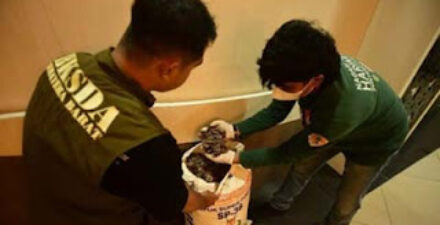 Tiga Pelaku Perdagangan Satwa Dilindungi Ditangkap di Padang