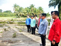 Bupati Agam Tinjau Irigasi Rusak di Tiku Selatan, 50 Hektar Sawah Terancam