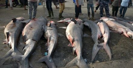 Ahli Gizi, Daging Ikan Hiu Aman Dikonsumsi Asal Diolah dengan Benar