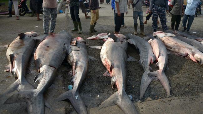 Daging ikan hiu bisa dimakan, selama diolah dengan benar.