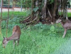 Dua Rusa Hiasi Taman Binatang PDIKM