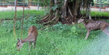 Dua Rusa Hiasi Taman Binatang PDIKM