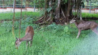 Dua Rusa Hiasi Taman Binatang PDIKM