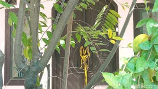 Lokasi penemuan lima jenazah yang terkubur di sebuah rumah Kabupaten Indramayu.