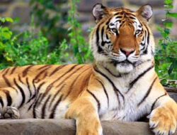 Serangan Harimau Lukai Dua Orang di Koto Parik Gadang Diateh