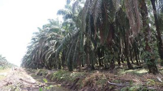 Tanaman kelapa sawit di Kabupaten Pasaman Barat.