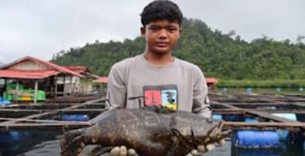 Seorang pekerja mengangkat seekor ikan kerapu siap ekspor di Kabupaten Pesisir Selatan.