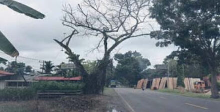 Salah satu pohon pelindung mulai lapuk di Jalan Lintas Sumatera, Kabupaten Dharmasraya, Sumbar