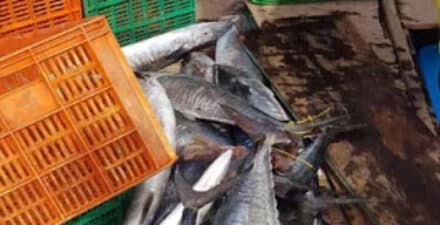 Balai Karantina Pastikan Ekspor Sumbar Aman dan Berkualitas