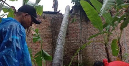Pohon kelapa menimpa rumah warga di Padang.