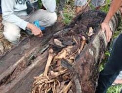 Barang Milik Korban Ditemukan Bersama Kerangka di Pohon