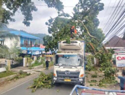 Hujan dan Angin Kencang Sebabkan Pohon Tumbang di Padang