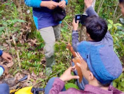 Kandang Jebak dan Kamera Dipasang Pantau Harimau di Solok Selatan