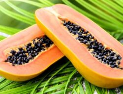 Pepaya Memang Sehat, Tapi Jangan Dimakan Bersamaan dengan 12 Makanan Ini