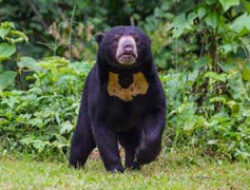 Empat Beruang Madu Muncul di Kebun Sawit Agam, Warga Cemas dan Pilih Menjauh