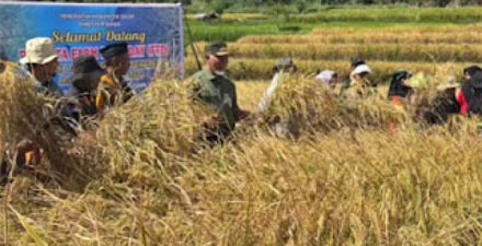Gubernur Sumatera Barat, Mahyeldi Ansharullah, menghadiri kegiatan panen raya.