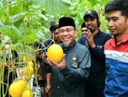 Generasi Muda Teluk Kabung Sukses Kembangkan Melon Premium Hidroponik