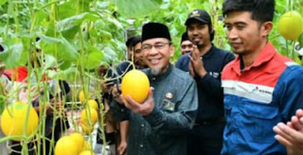 Generasi Muda Teluk Kabung Sukses Kembangkan Melon Premium Hidroponik