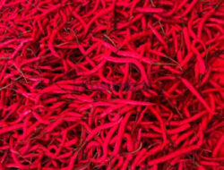 Pasokan Terbatas, Harga Cabai Merah di Solok Belum Stabil