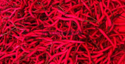 Pasokan Terbatas, Harga Cabai Merah di Solok Belum Stabil