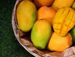 7 Cara Mudah Memilih Mangga Manis dan Matang Sempurna