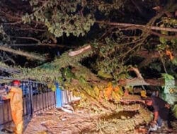 Hujan Deras Robohkan Dua Pohon, Jalan Batang Kandis Lumpuh Total