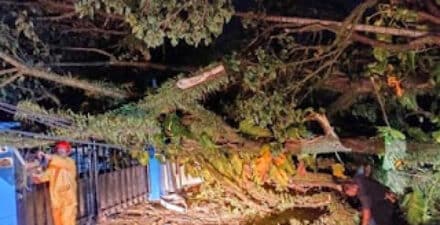 Pohon tumbang menimpa kabel listrik dan akses jalan