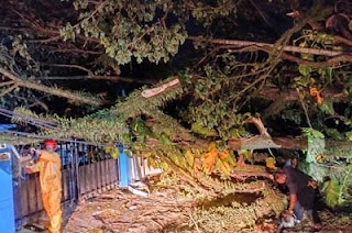 Pohon tumbang menimpa kabel listrik dan akses jalan