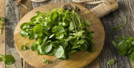 Selada Air Ternyata Ampuh Hambat Pertumbuhan Sel Kanker Payudara